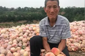 桃滞销扔路边？陕西礼泉：电商博同情视频封面