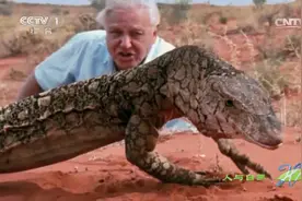 蜥蜴之王来了！眼斑巨蜥可长至两米，且跑速极快竟能猎杀兔子视频封面