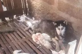 二哈进农家咬死33只鸭，狗主未现身视频封面