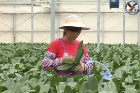 福建漳州：金融机构助力台农在大陆打拼视频封面