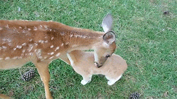 鹿角化石怎么盘