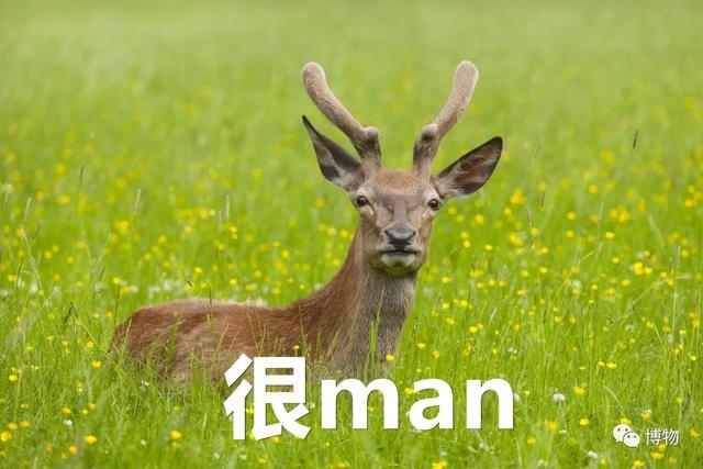 鹿角化石怎么盘