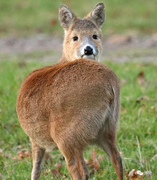 鹿角化石怎么盘