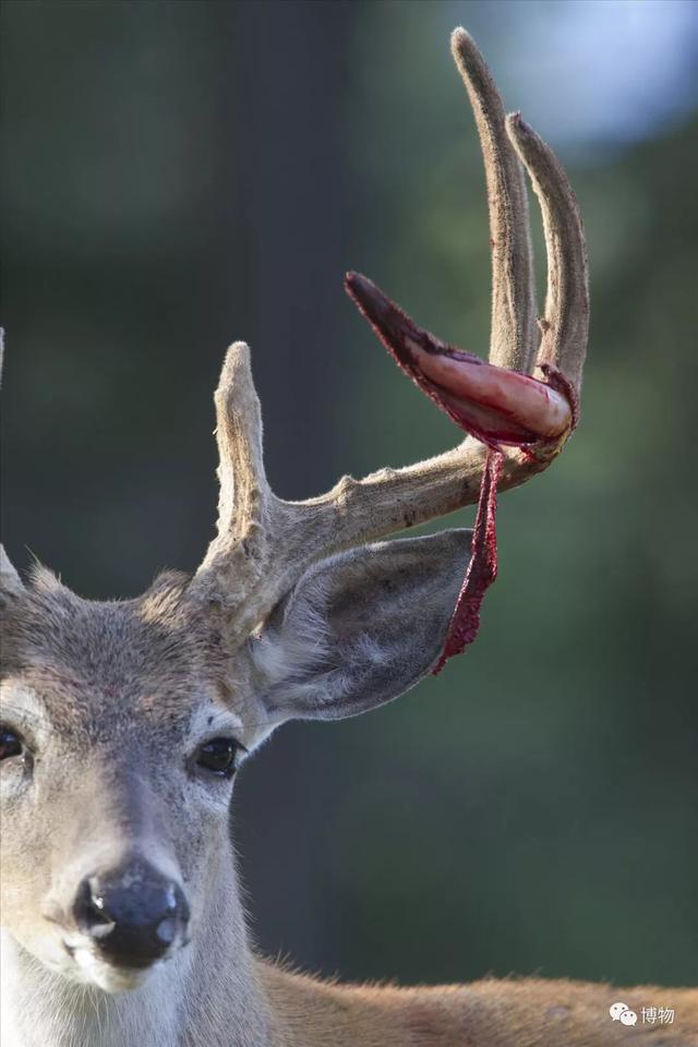 鹿角化石怎么盘