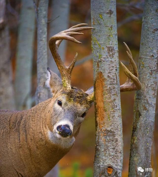 鹿角化石怎么盘