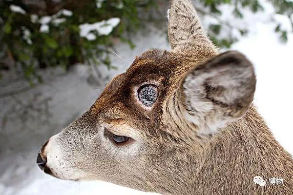 鹿角化石怎么盘