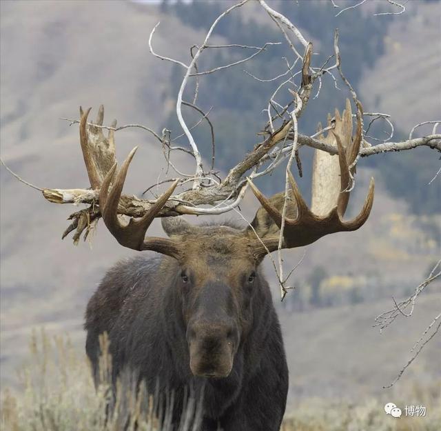 鹿角化石怎么盘