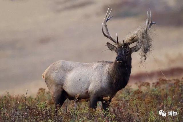 鹿角化石怎么盘