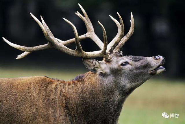 鹿角化石怎么盘