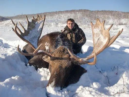 鹿角化石怎么盘