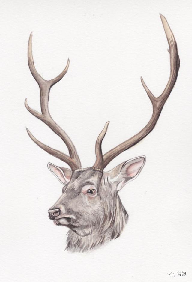 鹿角化石怎么盘