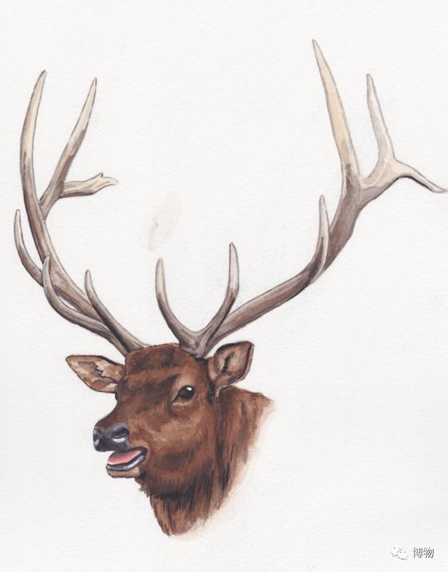 鹿角化石怎么盘