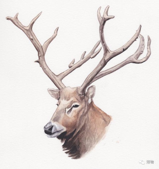 鹿角化石怎么盘