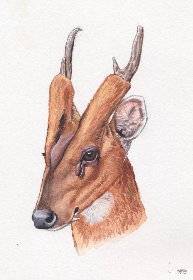 鹿角化石怎么盘