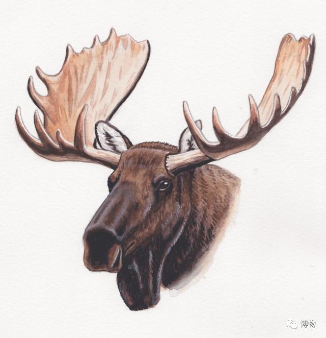 鹿角化石怎么盘