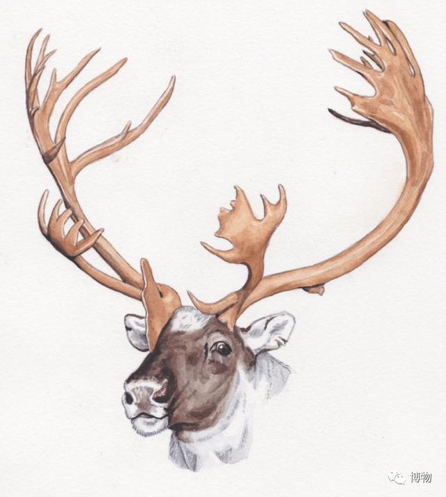 鹿角化石怎么盘