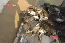 山东大闸蟹正式开捕 奔向各地“中秋餐桌”