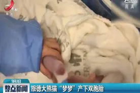 旅德大熊猫“梦梦”产下双胞胎视频封面