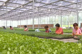 “嫁接娘子军”的创业就业路视频封面