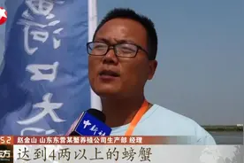 山东黄河口大闸蟹正式开捕，身宽体胖的大闸蟹，张牙舞爪跃出水面