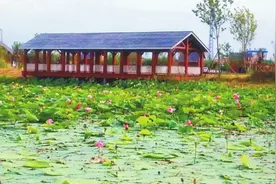 快来长岭湖尽情赏荷观月（图）图片
