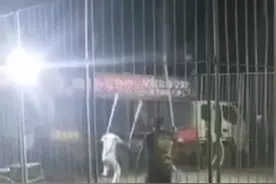 河南原阳幼虎出逃马戏团两负责人被刑拘！小虎曾被车撞暂送动物园图片
