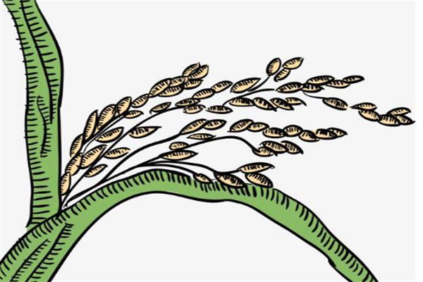 吃什么卵泡多 卵子质量好 2026年多吃什么卵泡长的快点 吃什么卵泡多 卵子质量好 2026年多吃什么卵泡长的快点