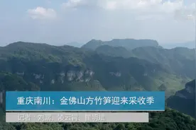 重庆南川：金佛山方竹笋迎来采收季视频封面