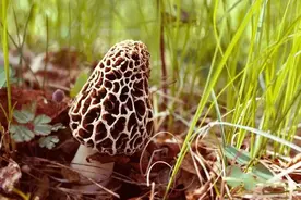 风味云南，愿为你赴“汤”蹈火图片