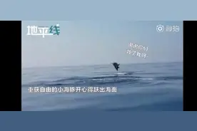 暖心！渔民解救被困小海豚，海豚妈妈跃出水面道谢图片