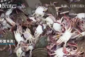 渔船归港，一大波鱼虾蟹来袭！视频封面