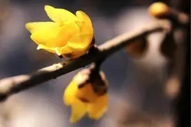 每一个月份代表一种花，你的生日花是什么？快来领取你的花图片