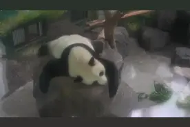 双胞胎熊猫未婚先孕？饲养员判断：假孕视频封面