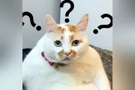 楼楼、臭脸猫、端午、猫日……谁是世界上最火的喵？图片