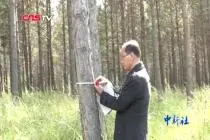 【中国梦·大国工匠篇】塞罕坝“育林人”张向忠：用心守护这片来之不易的林海视频封面