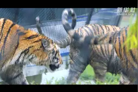 老虎也怕热 雨中觅清凉视频封面