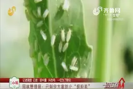 【记者调查】金乡：“小白虫”满街飞 市民直呼迷眼睛视频封面