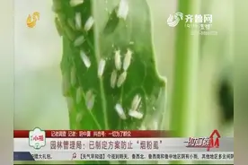 【记者调查】金乡：“小白虫”满街飞 市民直呼迷眼睛视频封面