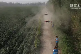 无人机植保为新疆智慧农业插上翅膀视频封面