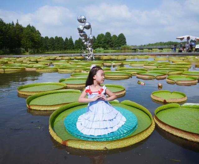 中秋小长假沪上公园热闹：古猗园夜景首次亮相、20位宝宝“轻功水上漂”