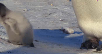 你到南极旅游的机会来了！快看最全攻略