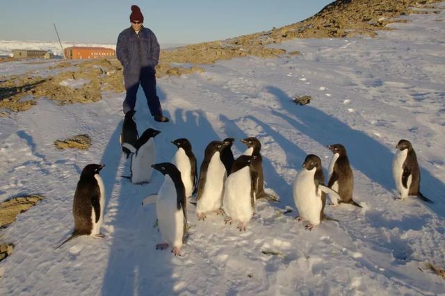 你到南极旅游的机会来了！快看最全攻略