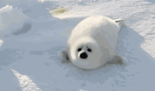 你到南极旅游的机会来了！快看最全攻略