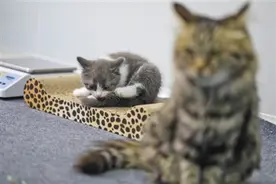 无边界的宠物克隆图片