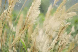 谁说百花凋零？烟台芦花正盛，已成冬日最美的诗图片