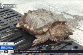 泗阳现“怪物”吓坏众人！25斤长尾大乌龟咬人，龟跑主人还没发觉视频封面