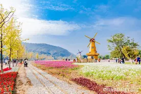 不虚此行的旅游 长兴十里古银杏长廊图片