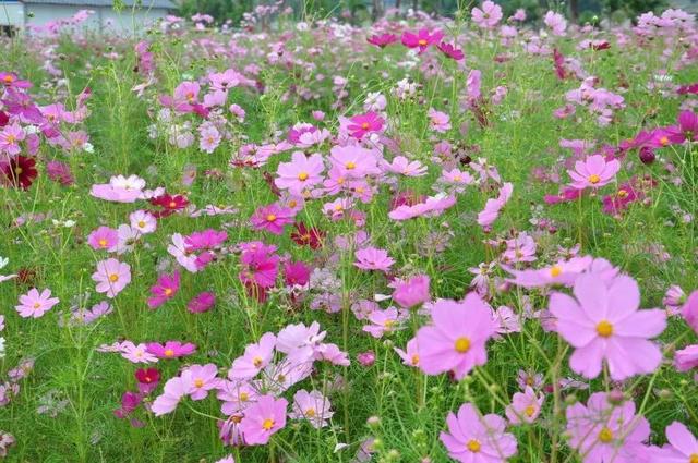 限时抢购 || 绵阳国际兰花园1大1小门票仅19.9元！2大1小门票仅29.9元~