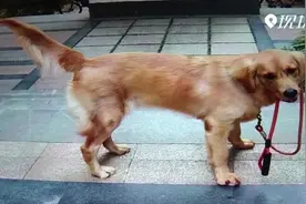 一岁金毛犬被拐走 监控记录被拐过程视频封面