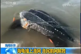 海南乐东县巨型海龟撞上渔网 渔民割网解救图片